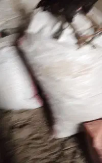 بار کفتر