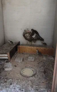 بوقلمون مادر به همراه جوجه