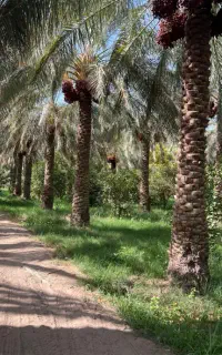 کارگر برای باغ خرما و یونجه