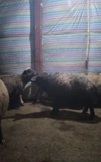 قوچ ژندار همو