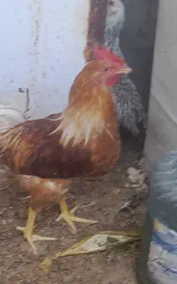 سرگرمی وفراغت