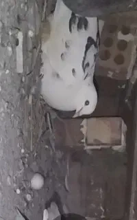 معاوضه