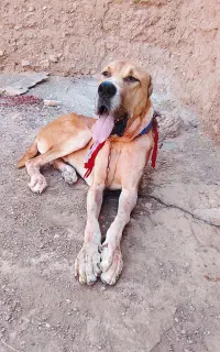 کوچوک ۱۲ ماه