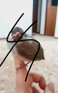 قناری دستی سرحال