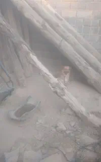 پاکوتاه نر و ماده واگذاری