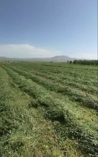 گندم سبز چین درجه یک
