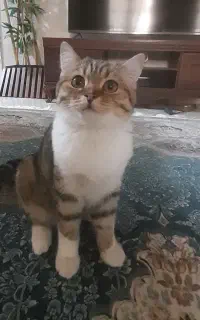 فروش گربه