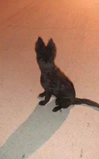 سگ شکاری ژرمن بلک 9 ماهه ،ماده