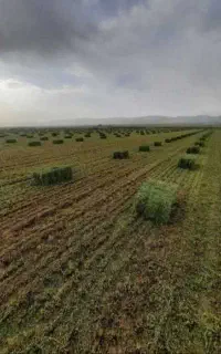 یونجه