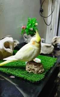 عروس هلندی گمشده در محدوده مسکن مهر جانبازان