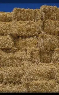فروش کاه