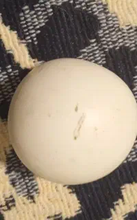 سنگ اسیاب اصلی
