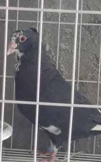 کبوتر پلنگ