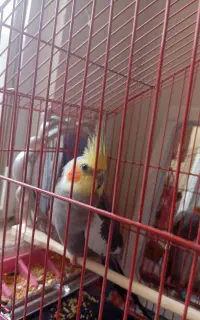 طوطی عروس هلندی نر رام شده با قفس