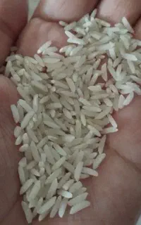 برنج طارم هاشمی پارساله