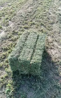 پرس یونجه