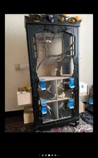 قفس عروس هلندی 4تومان