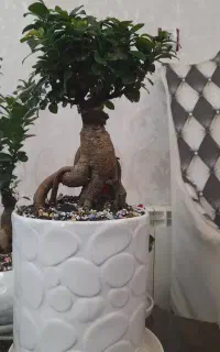 بنسای جنسنگ پر پشت بادوام  لطفا ورق بزن