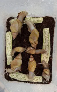 فروش ۷ عدد حلزون آلبینو و آچاتینا