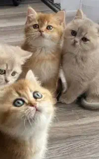 گربه لیلاک لوکس ترین رنگ‌گربه