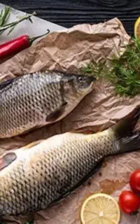 فروش عمده ماهی های پرورشی شرکت کپور مرجان