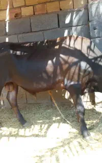 گوساله نر