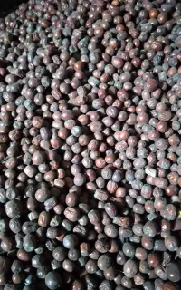 بار عناب نیسان از بیرجند به شیراز(بغل باری و نیسان