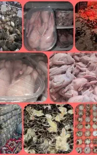 تخم نطفه دار بلدرچین،گوشت بلدرچین،بلدرچین زنده