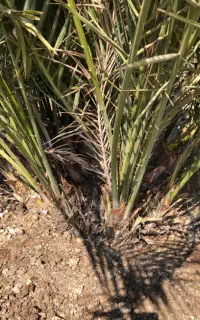 فروش پاجوش اصل زاهدی(قصب)