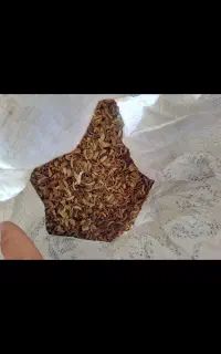 پوست باقله