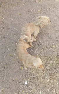 سگ گم شدن دوتا باهم