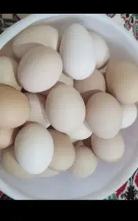 با ثبت نام در میلی جایزه ببر