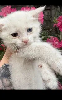 دنبال ماده هستم نژادار