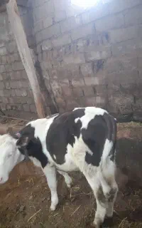 گوساله نر