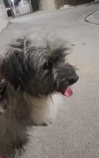 سگ پاکوتاه