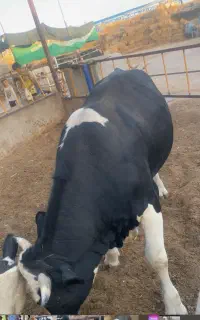 گوساله نر