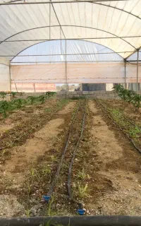 استخدام کارگر گلخانه