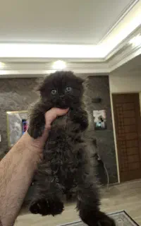 گربه اسکاتیش فولد