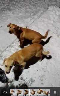 پاکوتاه