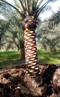 بریدن نخل هرس نخل قطع نخل سمپاشی