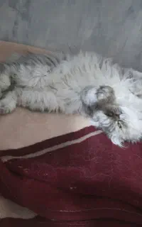 گربه پرشین ماده