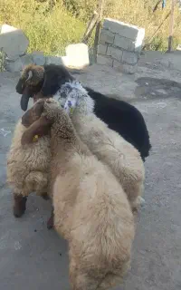 بره نر