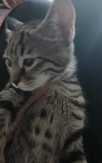 واگذاری بچه گربه
