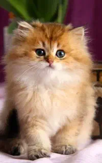 مرکز خوشگل ترین گربه بریتیش دنیا