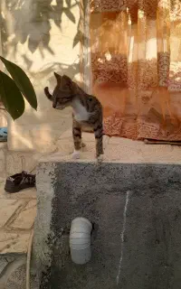 واگذاری گربه
