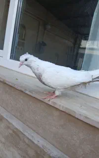 کبوتر دمسیاه باجوجه قهوه ای