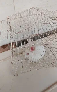 خرگوش