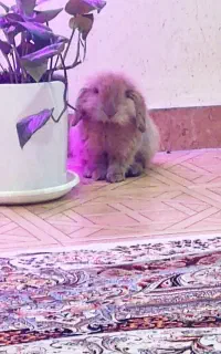خرگوش لوپ نر