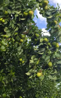 فروش گلابی  اسپادانا