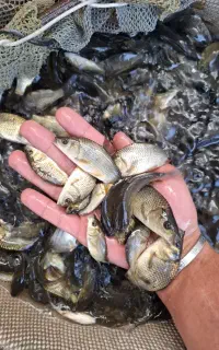 fish کپور پرورش